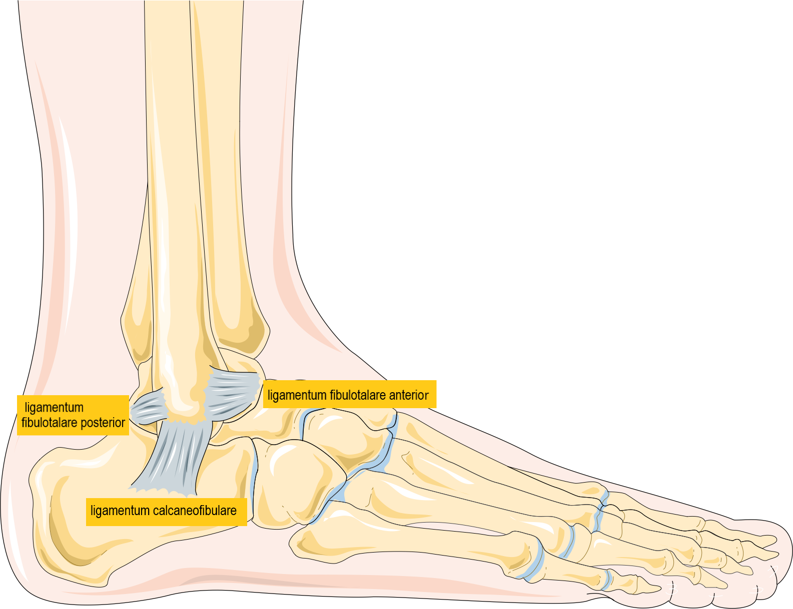 Schematisk skiss av fotledens benstruktur och ledband lateralt